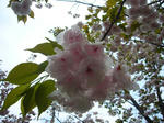 sakura7.jpg