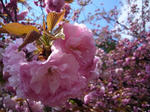 sakura8.jpg