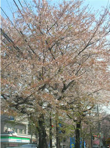 sakura