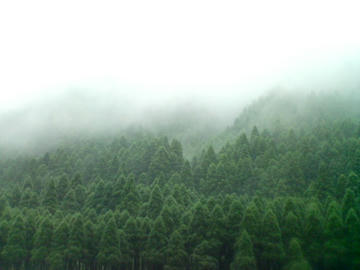 fog07-21.jpg
