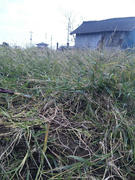 SH3E0075.JPG