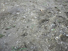 20111016_reroots2.jpg