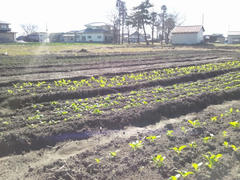 11-11-10.JPG