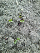 11-11-11.JPG
