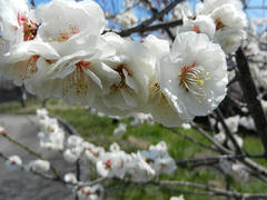 DSCN0924b.jpg
