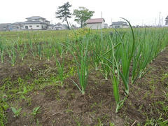 DSCN1047.JPG
