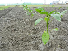 DSCN1050.JPG