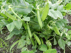 DSCN1092.JPG