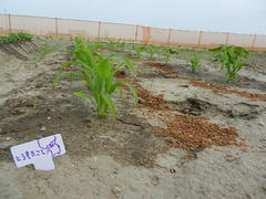 DSCN1163.JPG