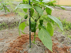 DSCN1193.JPG