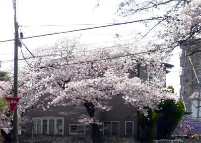 P1030442.jpg