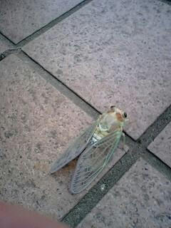 cicada.jpg