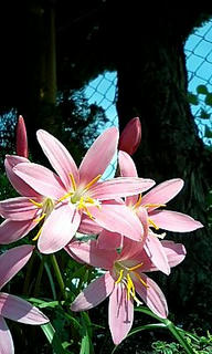 道端の花
