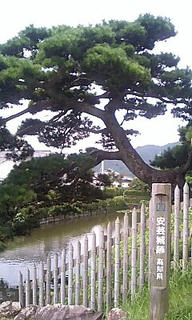 門前の松の木