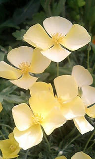 名前の通りの菱形。