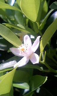 白い花。
