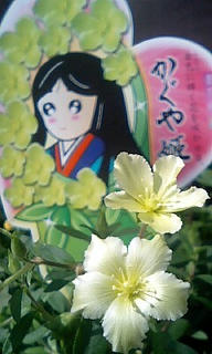 月光や竹のイメージだそうな。