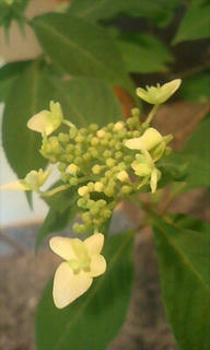 花びら1枚だけ少し長いです。