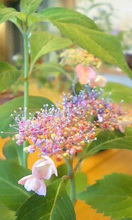 花は下の部分に咲くみたい。