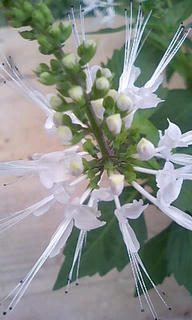 本来は薬草らしいですぞ。<br />