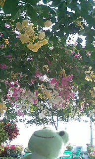 黄色い花もあったよ。