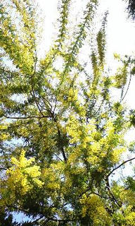 一瞬花粉かと思ったのは内緒（爆）