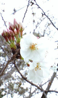 つぼみは桃色だけど花びらは白なのだ。