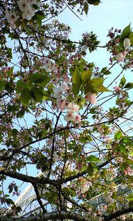 大きいですね、花びら。