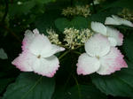 2009062104.JPG