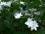 2009062105.JPG