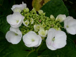 2009062106.JPG