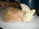 2008121901.JPG