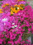 2011041801.JPG