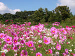 cosmos01.jpg