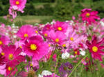 cosmos02.jpg