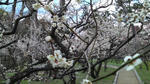 kk-kitano-ume1.jpg