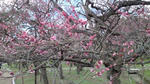 kk-kitano-ume2.jpg