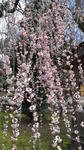 kk-kitano-ume3.jpg