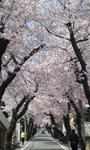 kk-sakura-tonnneru1.jpg