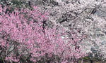 kk-momo-sakura.jpg