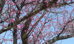 kk-ume.jpg