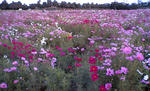 cd02.jpg