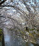 五○川の桜