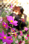 秘密の花園
