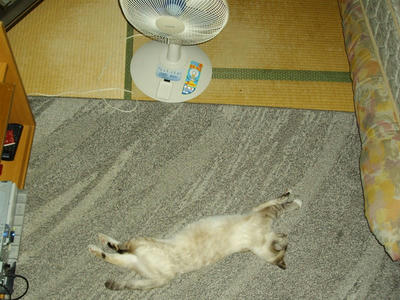 IMGP3796_R.jpg