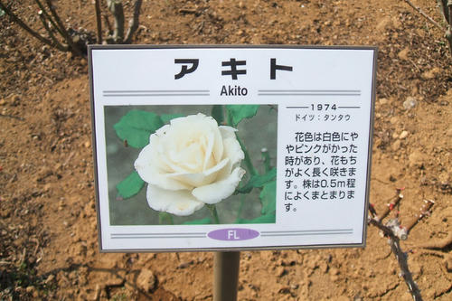 akito_rose2008.jpg