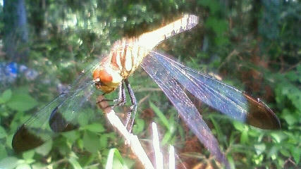 dragonfly1.JPG