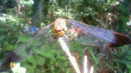 dragonfly2.JPG