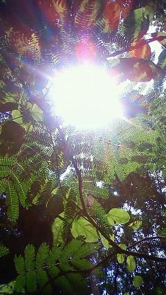 leaf1.JPG