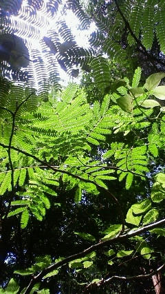 leaf2.JPG